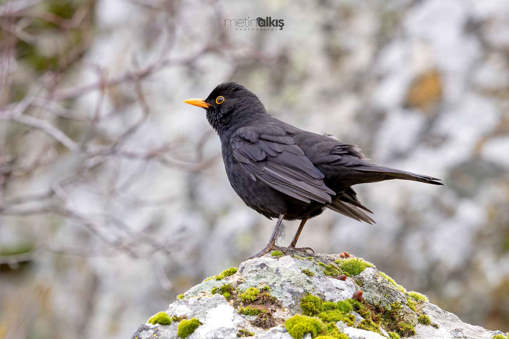 Eurasian Blackbird